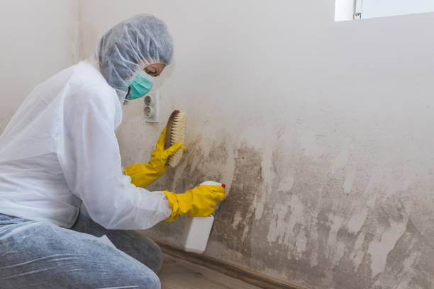 Best Certified Mold Removal  in Providence, KY