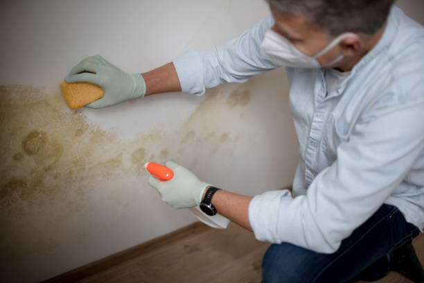 Best Mold Remediation  in Providence, KY