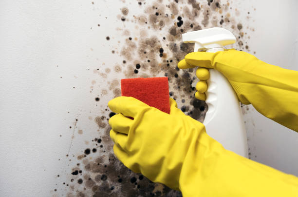 Best Affordable Mold Removal  in Providence, KY