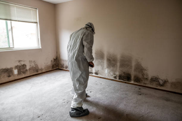 Best Best Mold Removal Companies  in Providence, KY