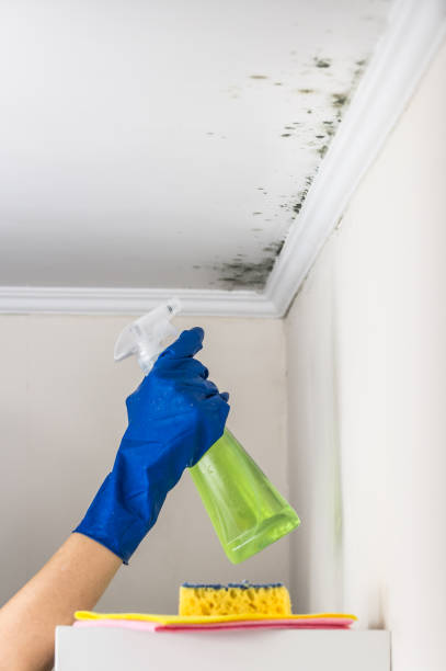 Best Toxic Mold Removal  in Providence, KY